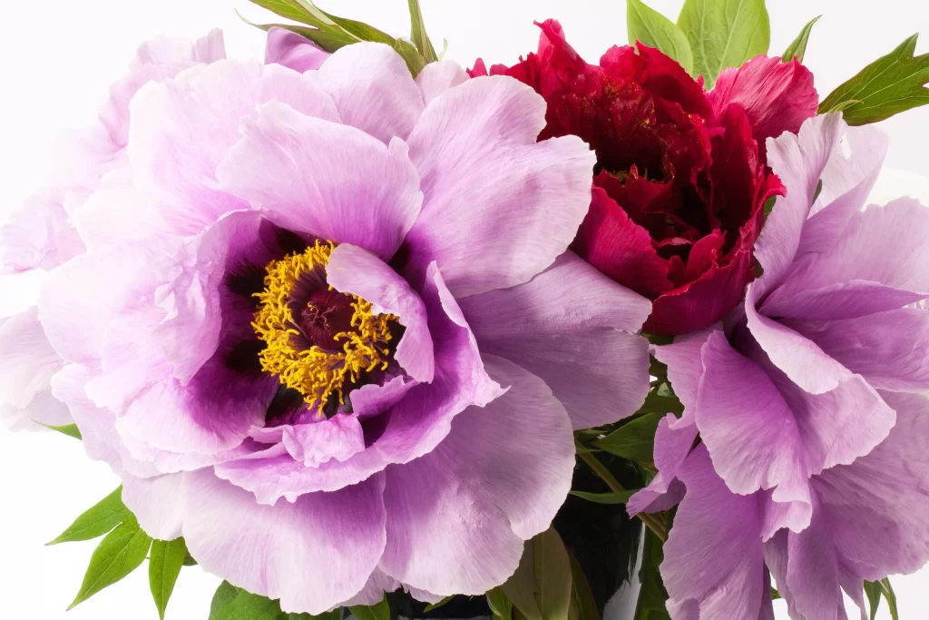 Pink Peony Petals Yellow Stamen Red Bloom