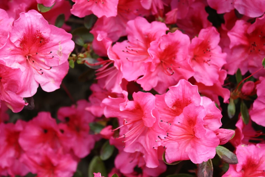 Pink Petals Dense Blooms