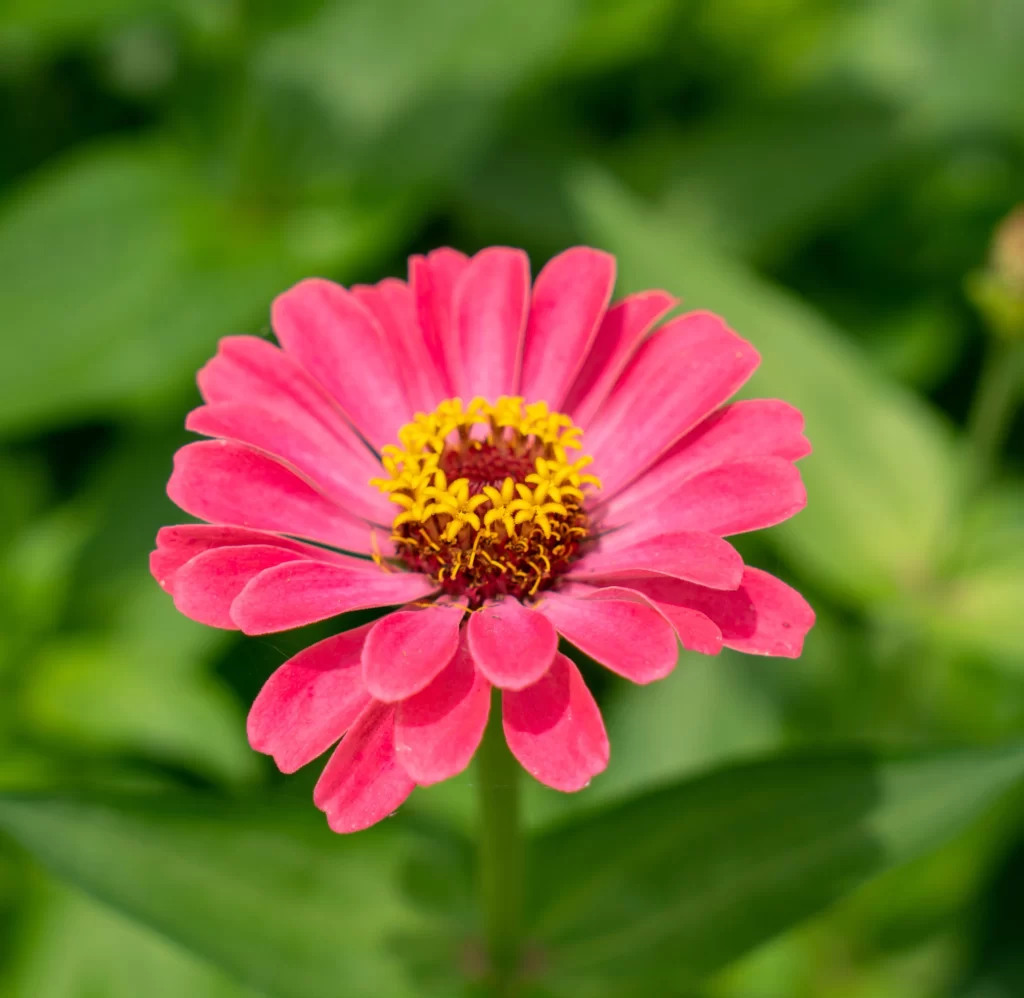Pink Petals Yellow Center Green Leaves