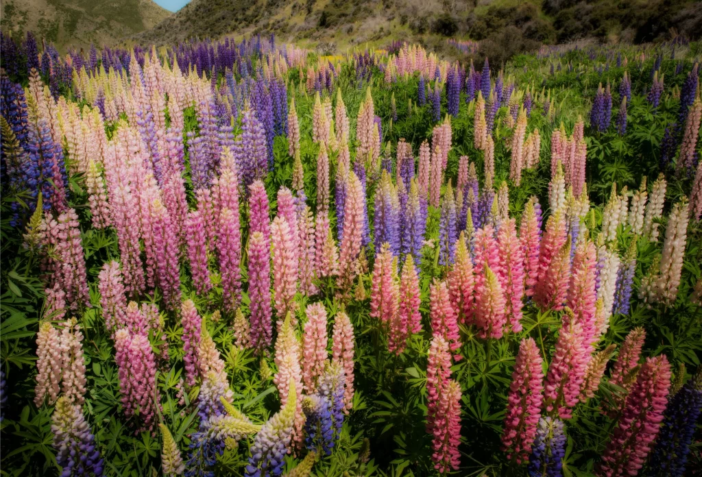 Pink Purple Blue Green Tall Spike