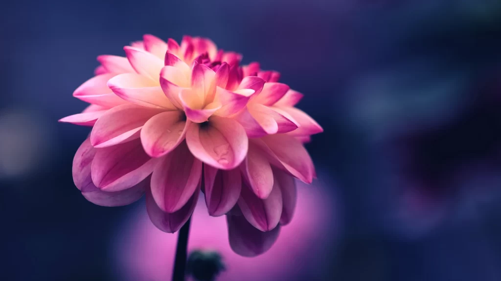 Pink Purple Dahlia Petals Blurred Background