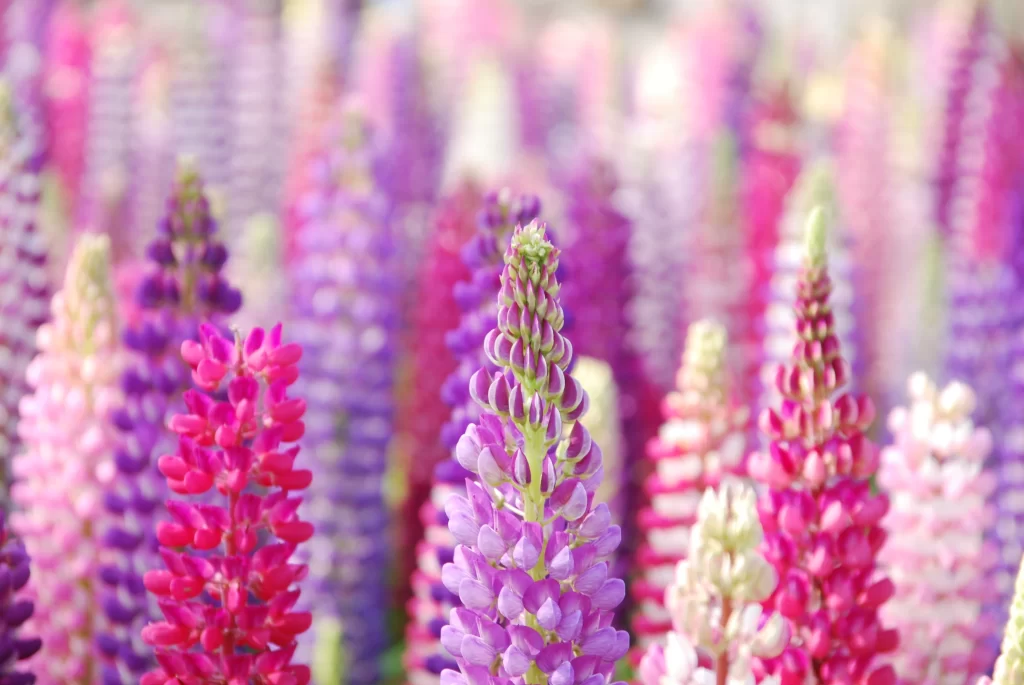 Pink Purple Lupine Cluster Petals