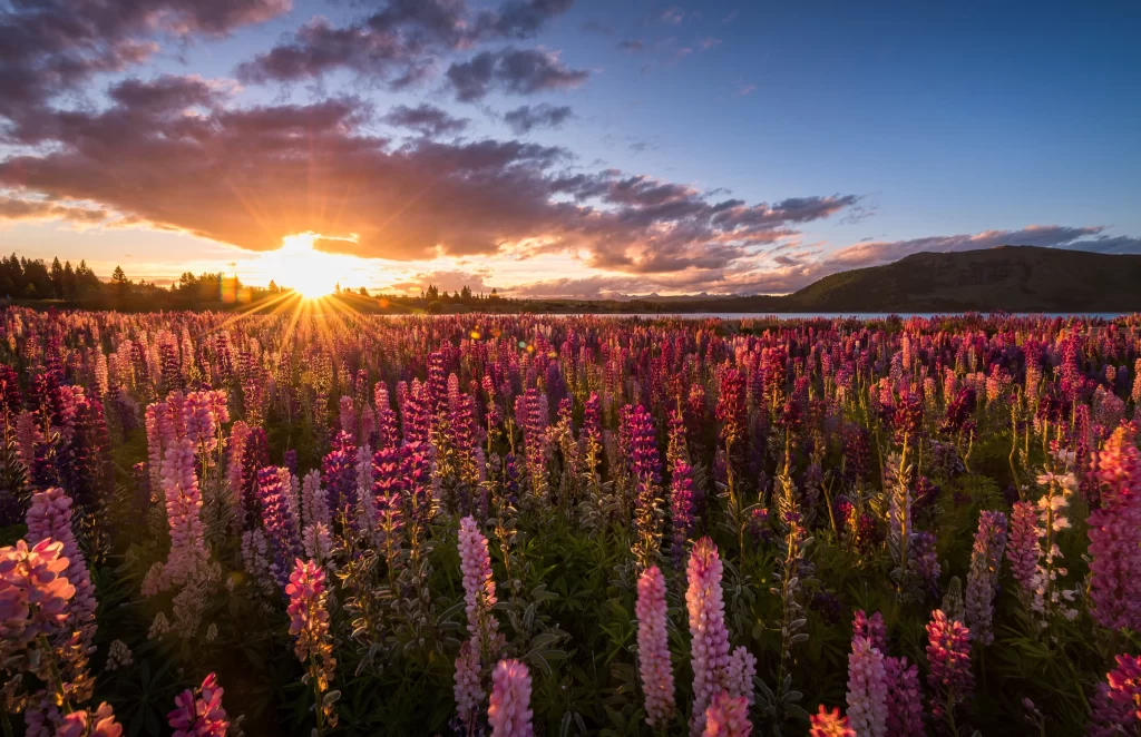 Pink Purple Lupine Field Sunlight