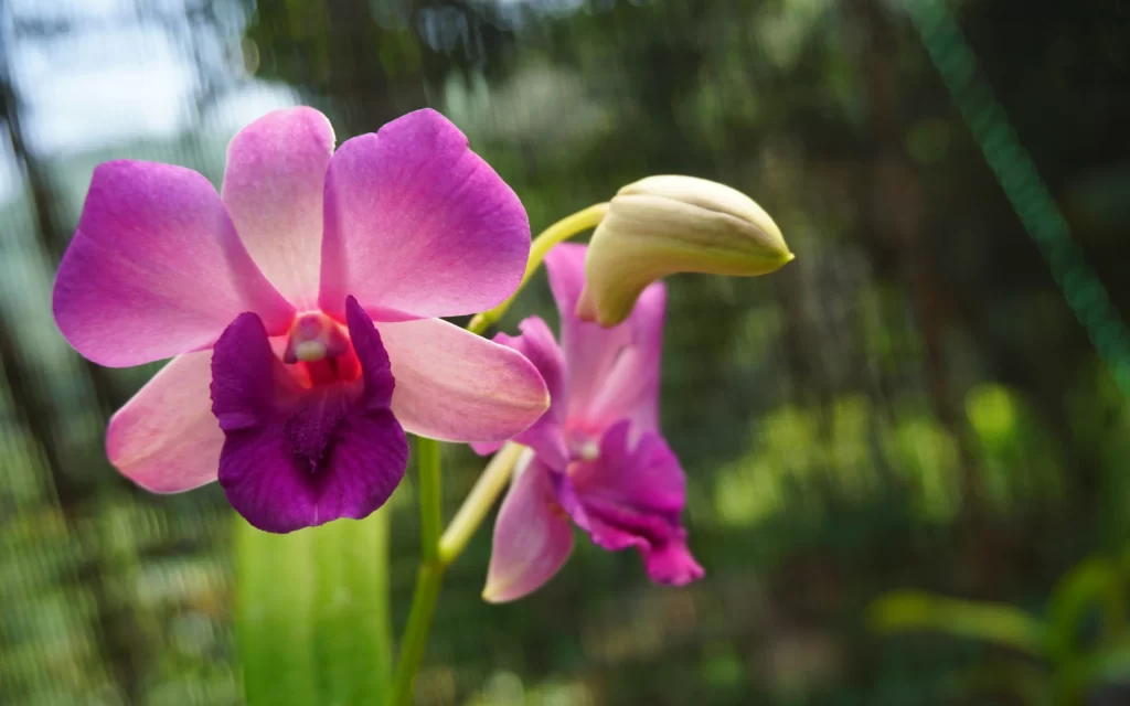 Pink Purple Orchid Petals Bloom Nature