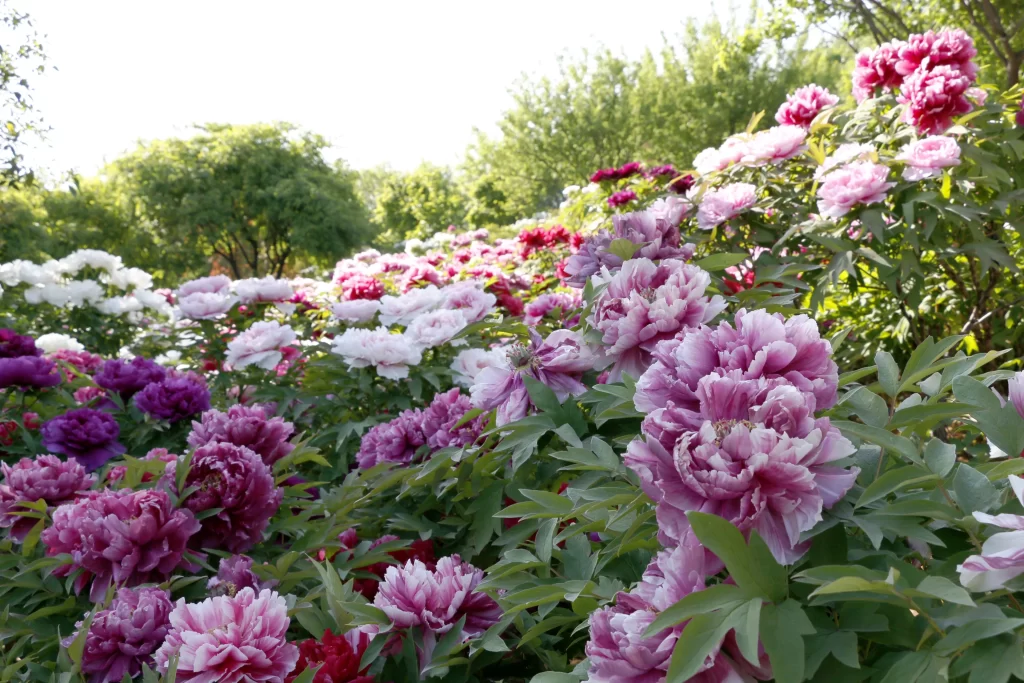 Pink Purple White Peony Petals Blooming Garden