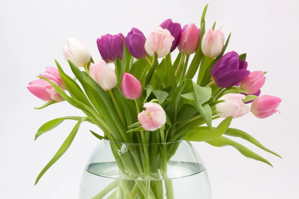 Pink Purple White Tulip Bouquet Petals Vase