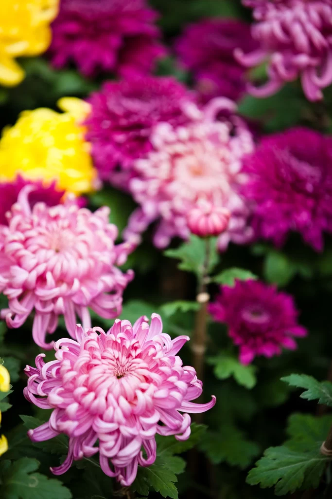 Pink Purple Yellow Chrysanthemum Petals Blooms