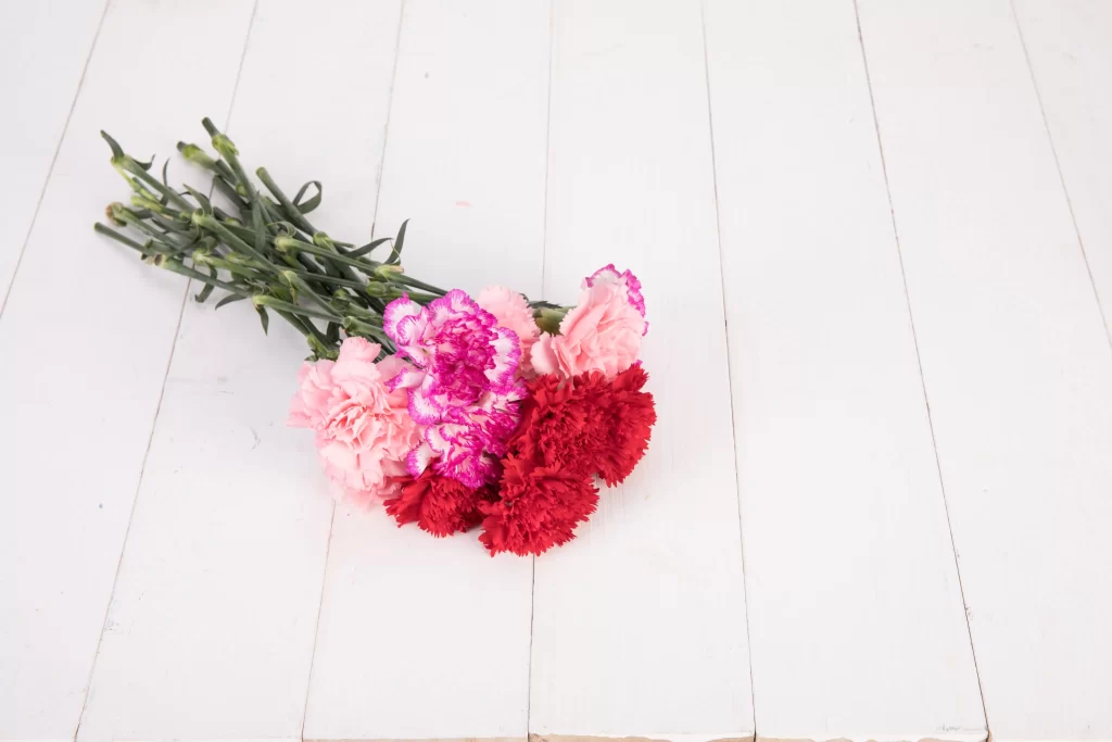 Pink Red Carnation Bouquet Petals Green Stems