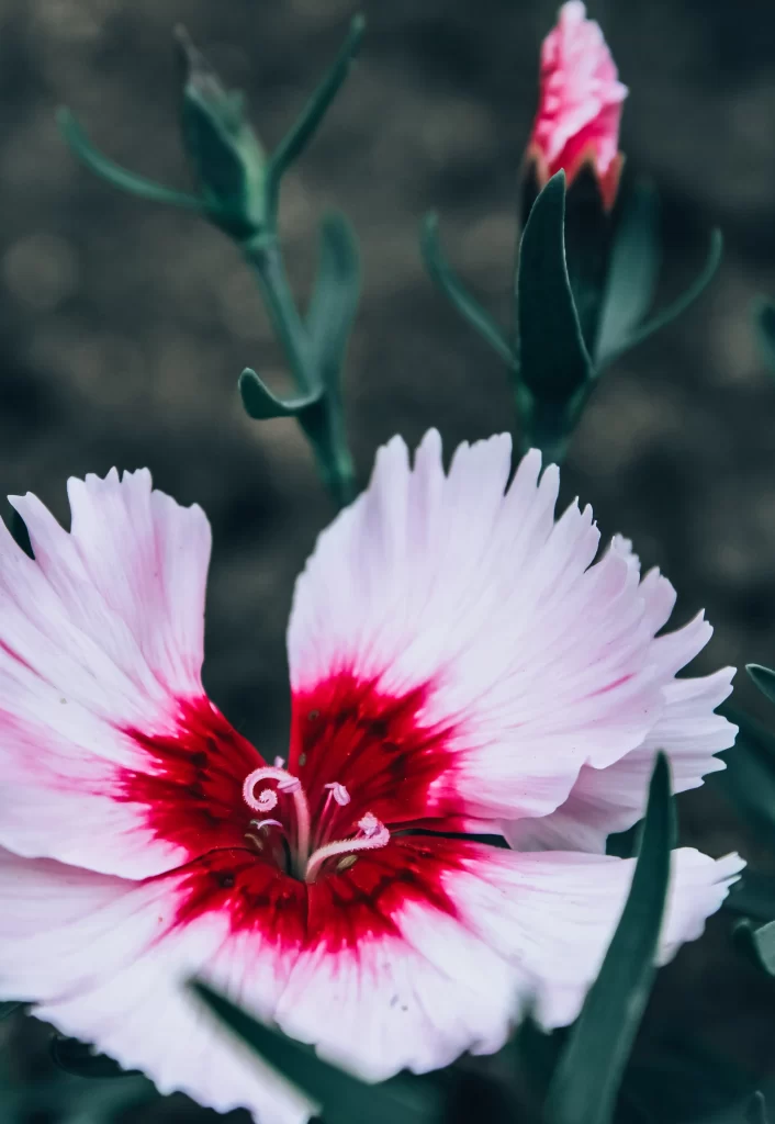 Pink Red Carnation Petals Center Stamen