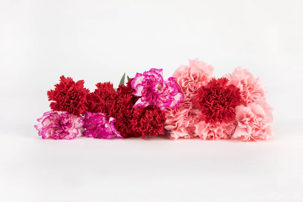 Pink Red Carnation Ruffled Petals White Background