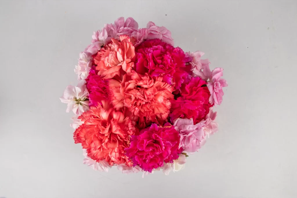 Pink Red Carnation Ruffled Petals Dense Cluster