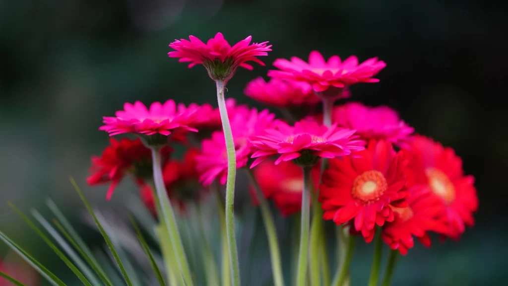 Pink Red Chrysanthemum Petals Stems Dark Background