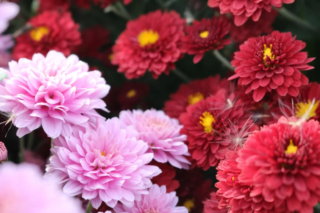 Pink Red Chrysanthemum Petals Yellow Center