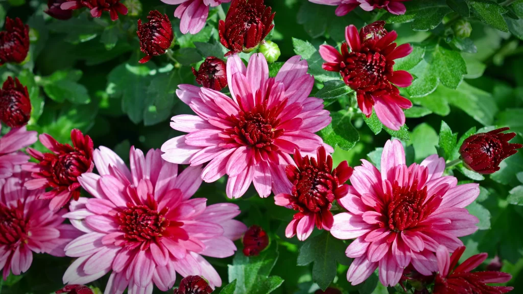 Pink Red Chrysanthemum Petals Blooms Green Leaves