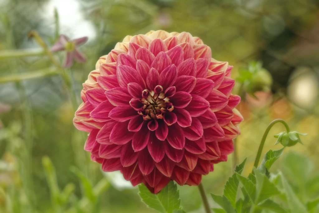 Pink Red Dahlia Petals Layered Garden