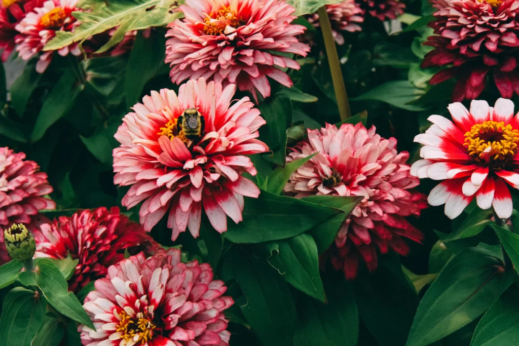 Pink Red Dahlia Petals Yellow Center