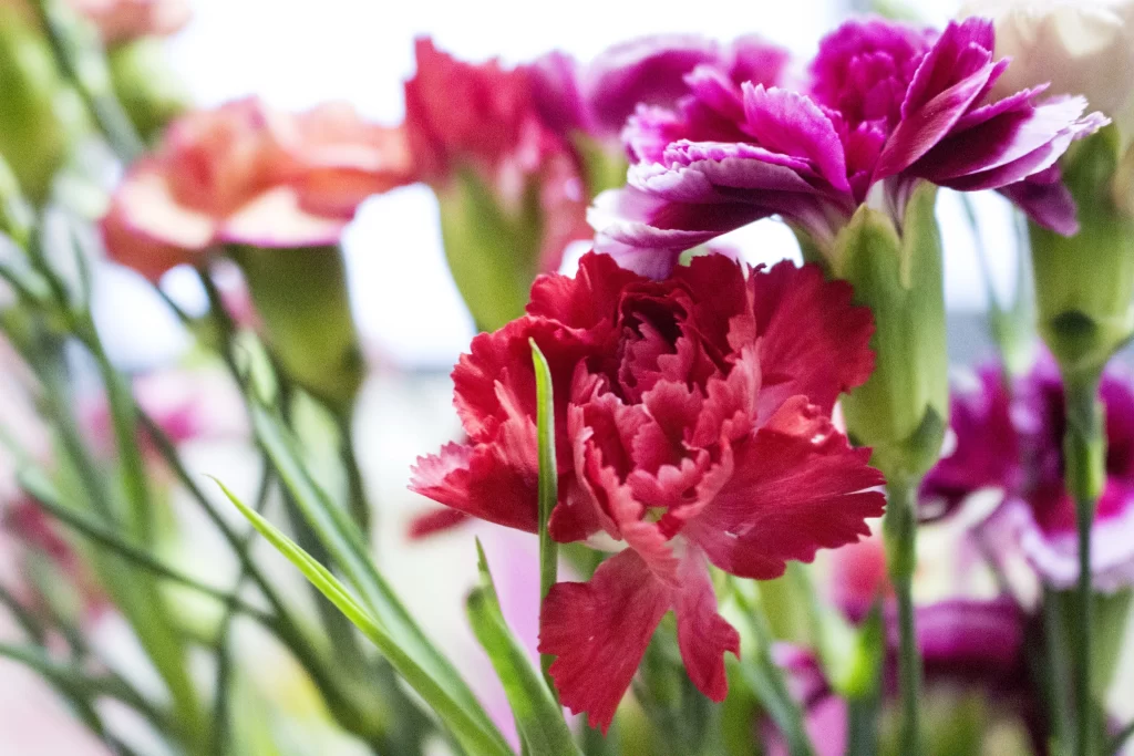 Pink Red Purple Carnation Petals Ruffled