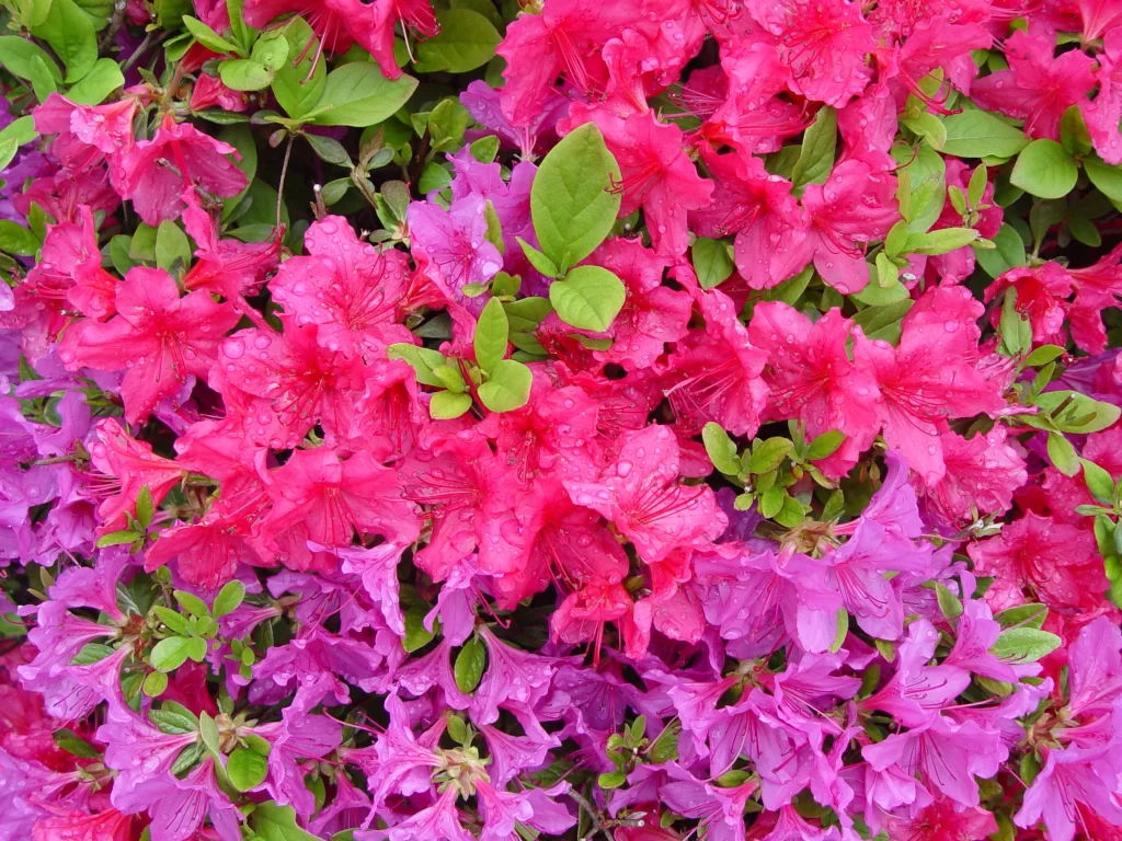Pink Red Purple Rhododendron Petals Dewdrops Green Leaves