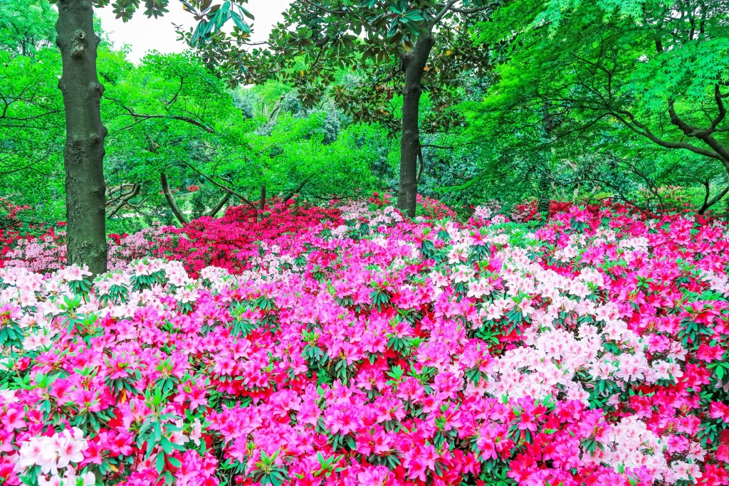 Pink Red Rhododendron Bushes Blooming