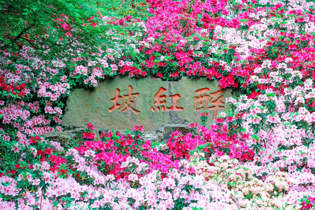 Pink Red Rhododendron Dense Blooming Stone