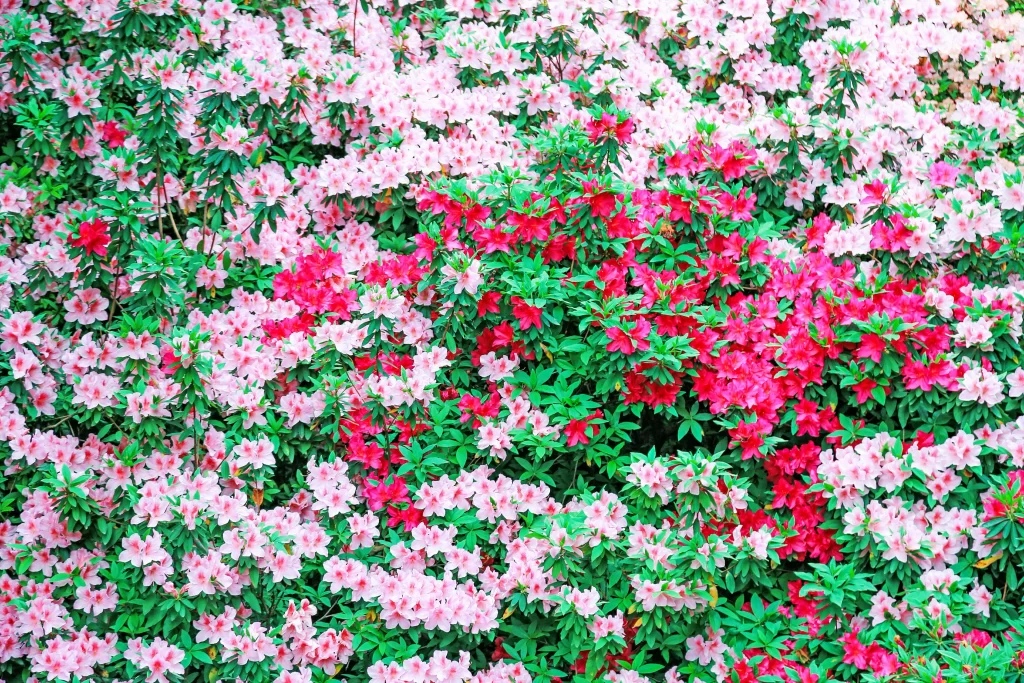 Pink Red Rhododendron Dense Blooms Green Leaves