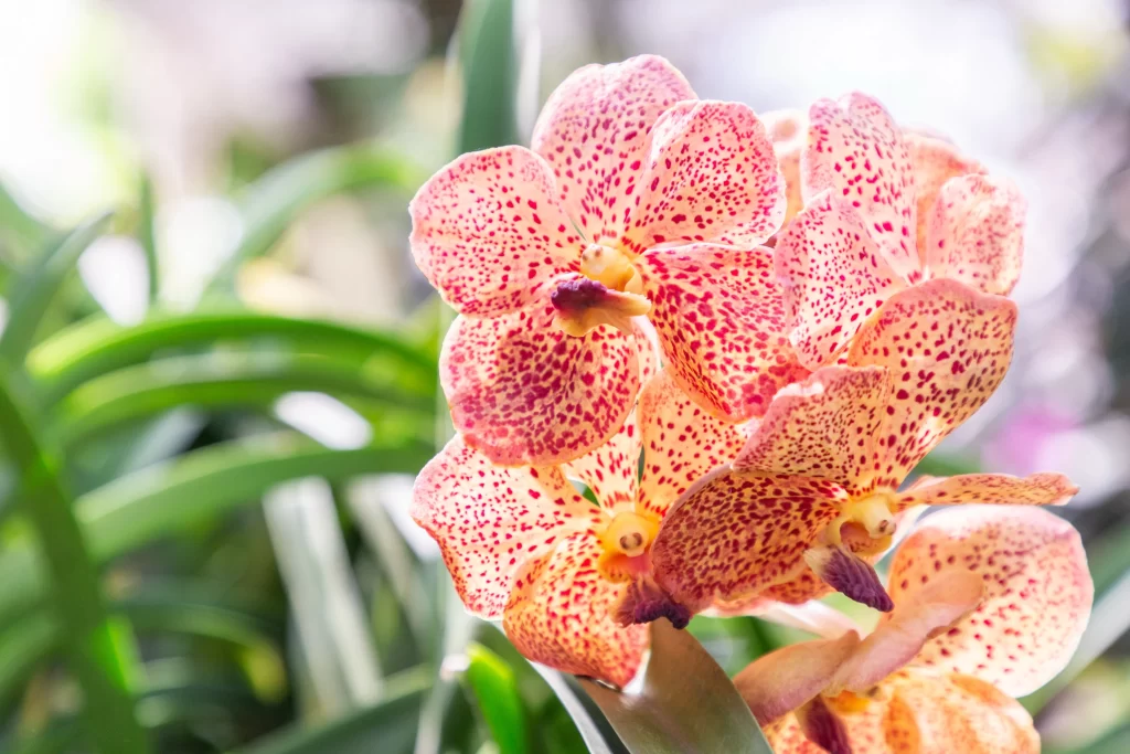 Pink Red Spotted Orchid Petals