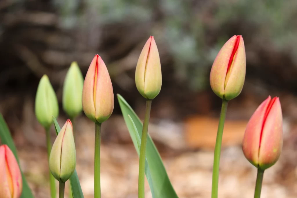 Pink Red Tulip Buds Blooming Petals Garden