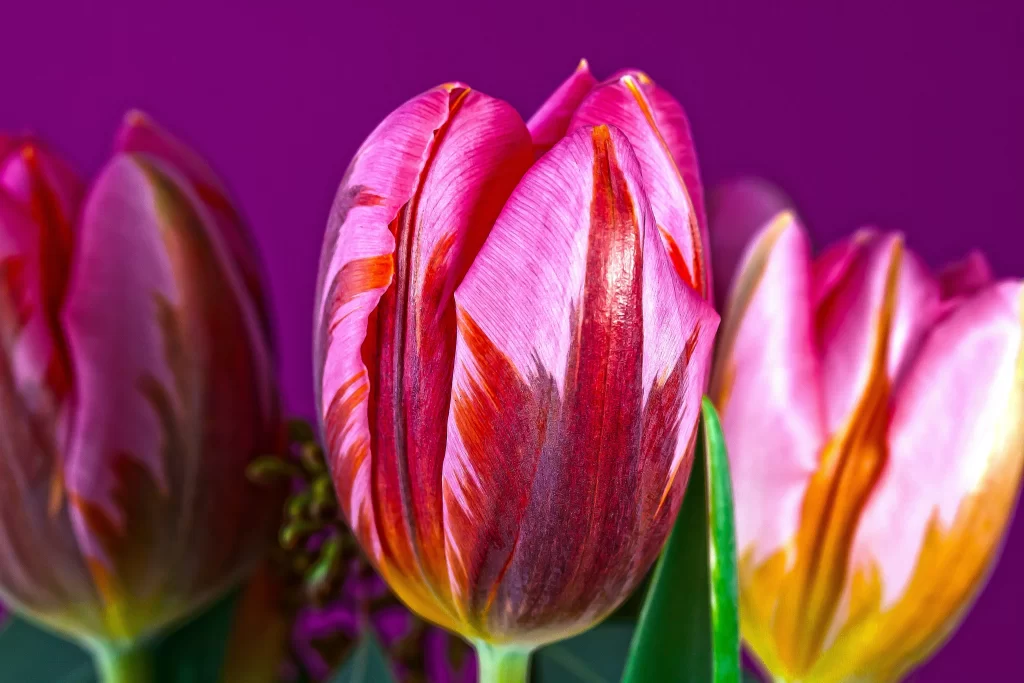 Pink Red Tulip Petals Vibration