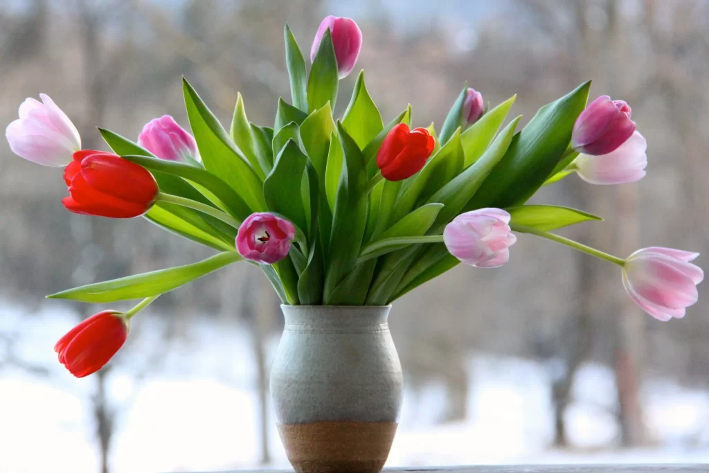 Pink Red Tulip Vase Green Leaves