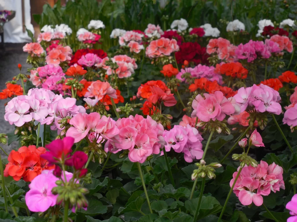 Pink Red White Blossom Petals Garden