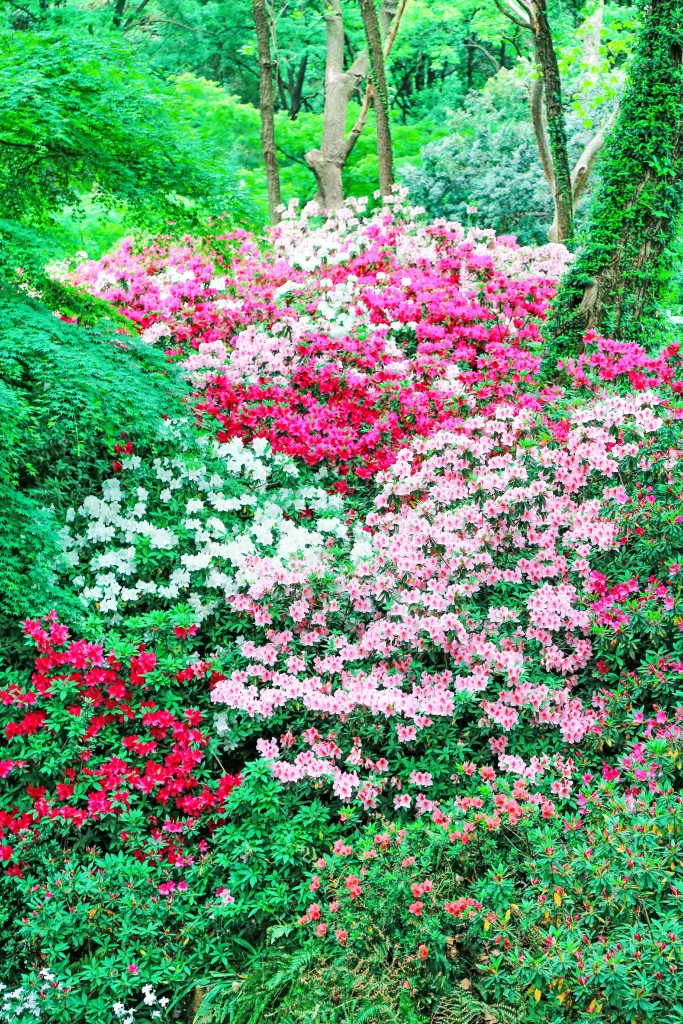 Pink Red White Rhododendron Dense Blooms Forest