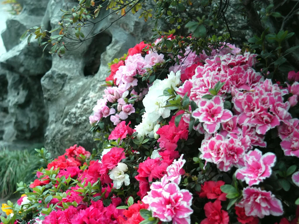 Pink Red White Rhododendron Blooming Petals