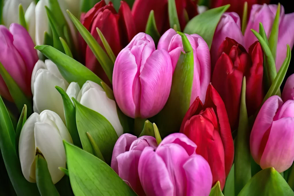 Pink Red White Tulip Petals Leaves