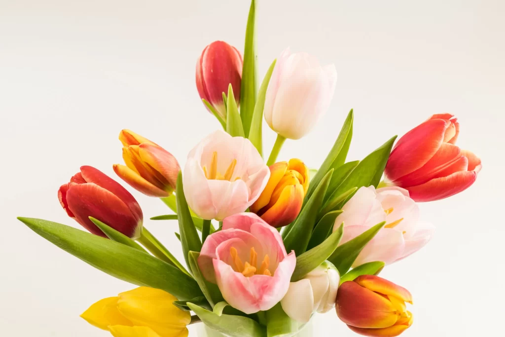 Pink Red Yellow Tulip Petals Green Leaves