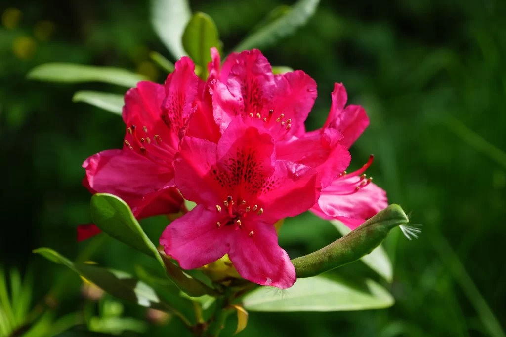 Pink Rhododendron Bloom Petals Green gray Leaves
