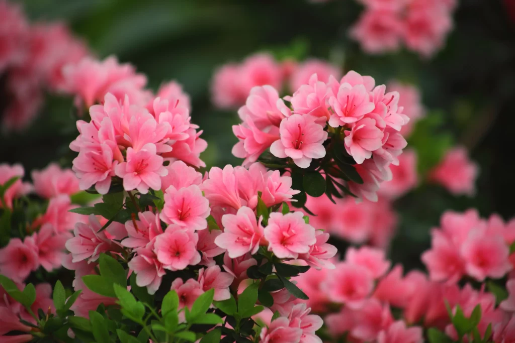 Pink Rhododendron Bloom Petals Dense warm Green