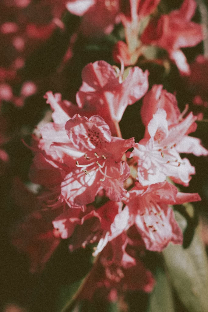 Pink Rhododendron Bloom Petals Dark warm Background