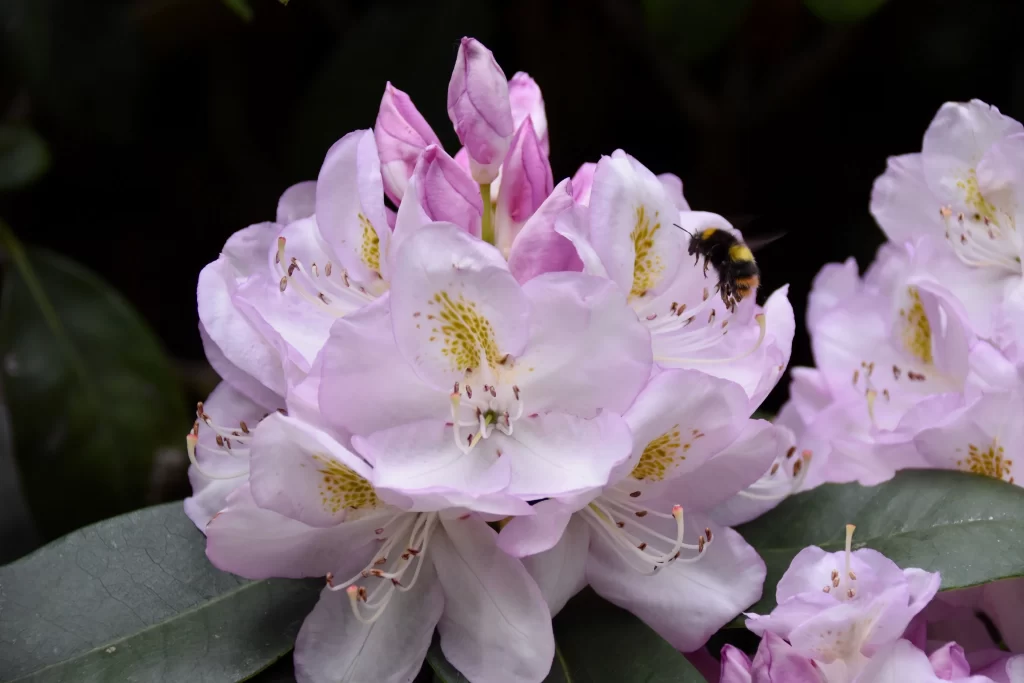 Pink Rhododendron Bloom Petals Yellow Speckles Bumblebee