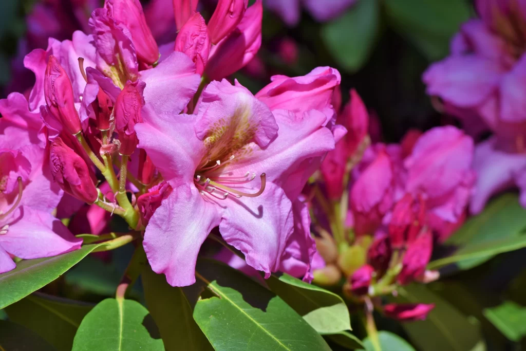 Pink Rhododendron Bloom Petals Green warm Leaves