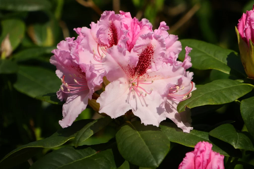 Pink Rhododendron Bloom Petals Green gray Leaves