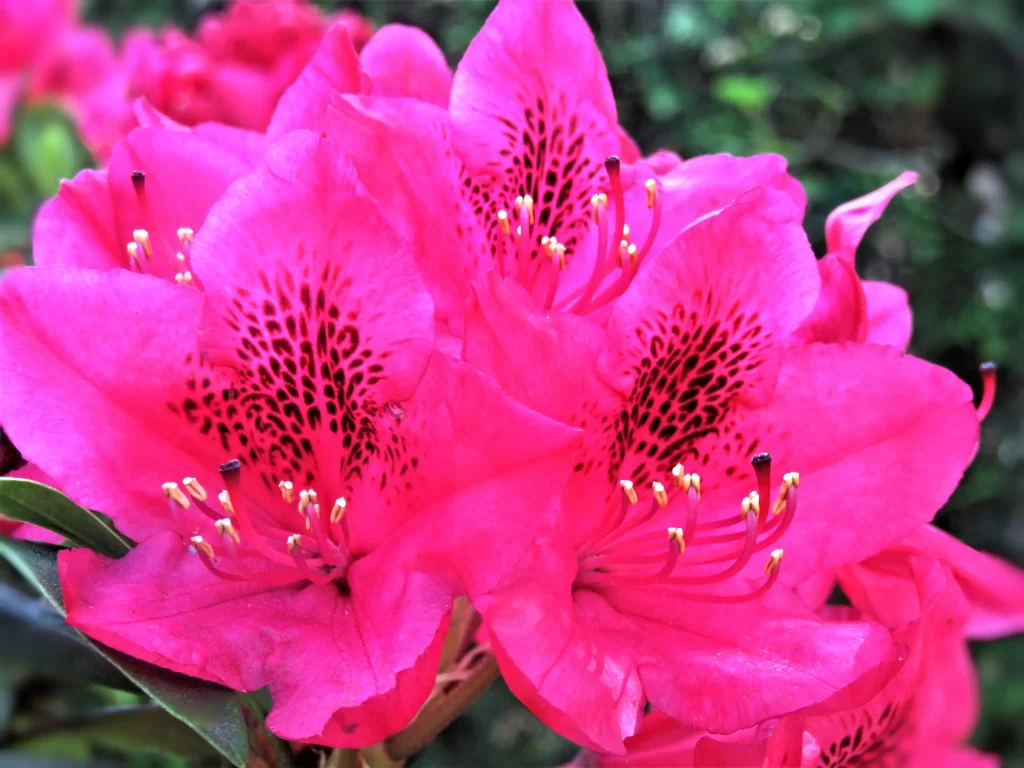 Pink Rhododendron Bloom Petals Speckled Dark Spots