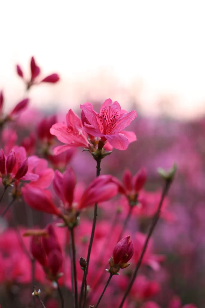 Pink Rhododendron Bloom Petals warm Nature