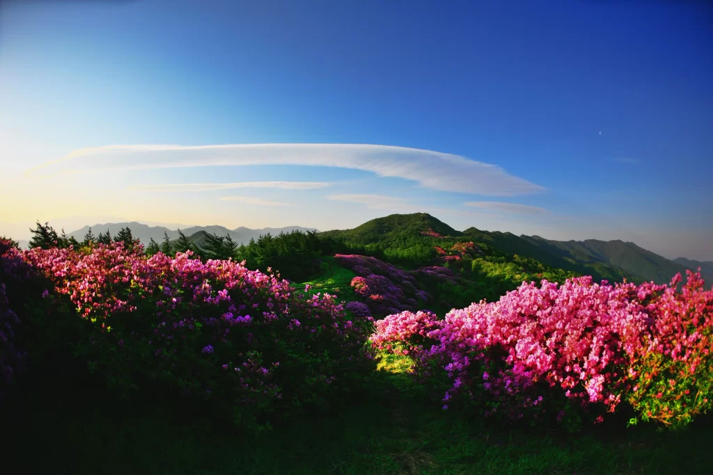 Pink Rhododendron Bloom Petals Mountain