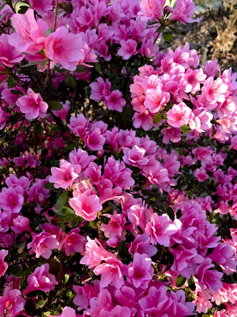 Pink Rhododendron Bloom Petals Dense warm Sunlight
