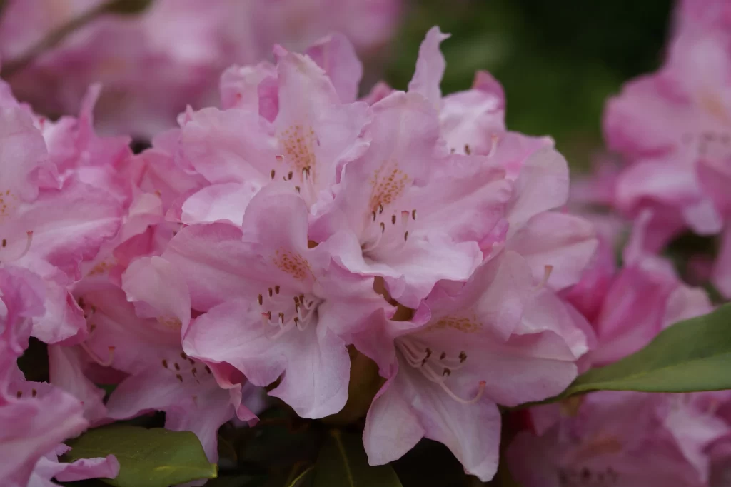 Pink Rhododendron Bloom Petals Green warm Leaves