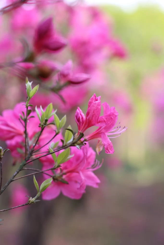Pink Rhododendron Bloom Petals warm Nature