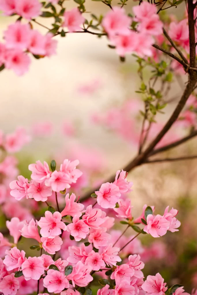 Pink Rhododendron Bloom Petals warm Branches