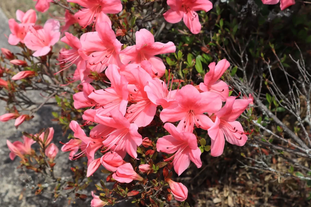 Pink Rhododendron Bloom Petals warm Branches