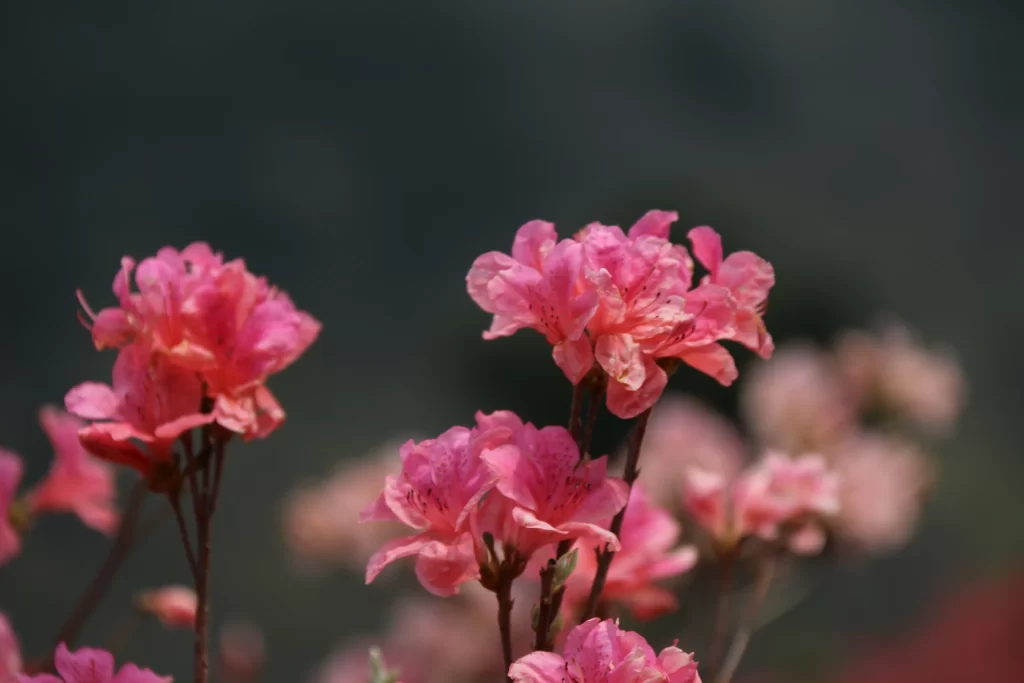 Pink Rhododendron Bloom Petals Dark gray Background