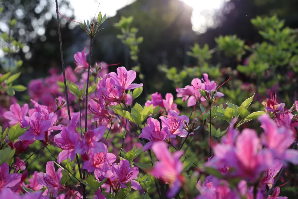 Pink Rhododendron Bloom Petals Green gray Leaves